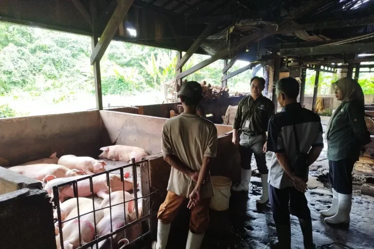 Pencegahan Demam Babi Afrika (ASF) di Kalbar