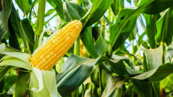 Ilustrasi jagung (Dok : Int).