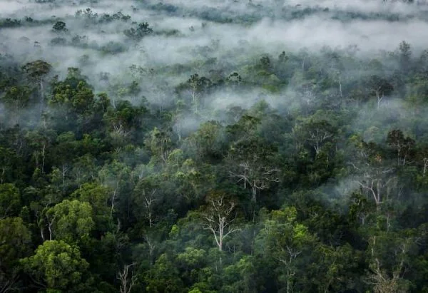Ilustrasi hutan di Papua (Dok : Int).